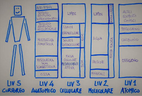 Figura 2. I livelli di complessit&#224; della composizione corporea